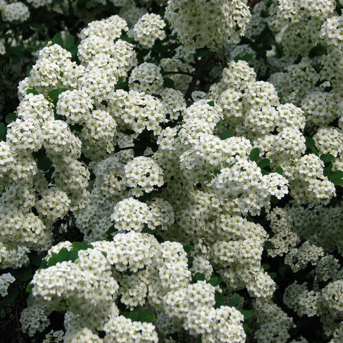 其他木本花卉阳台庭院