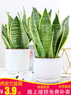 虎皮兰阳台办公桌客厅无