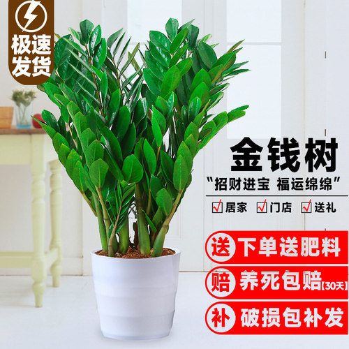 金钱树盆栽植物室内客厅绿