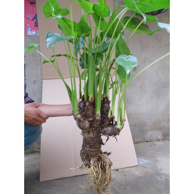 客厅绿植花卉盆栽 水培滴水观音 千手观音 包邮