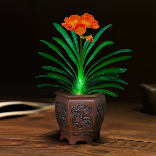 四季君子兰带花苞盆栽老苗圆头