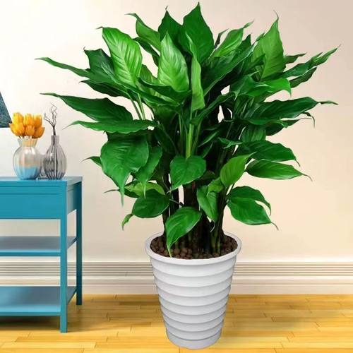 万年青盆栽客厅卧室办公绿