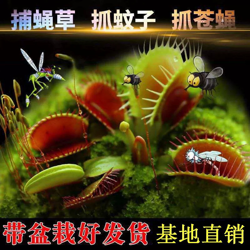 捕蝇草盆栽苗食虫草捕虫草驱蚊