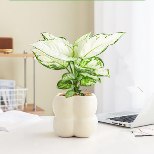 白如意观叶植物小盆栽室内桌面净化空气懒人好养活四季万年青花卉