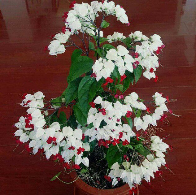 盆栽花卉白花龙吐珠庭院藤本绿植龙吐珠花苗多季开花爬藤植物