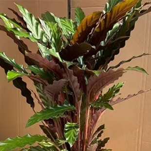 北欧风紫背大波浪 飞羽 竹芋喜阴盆栽绿植花卉净化空气办公室客厅