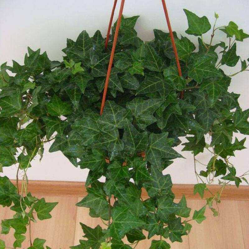 常春藤吊兰室内客厅绿植盆栽花卉阳台垂吊植物常青