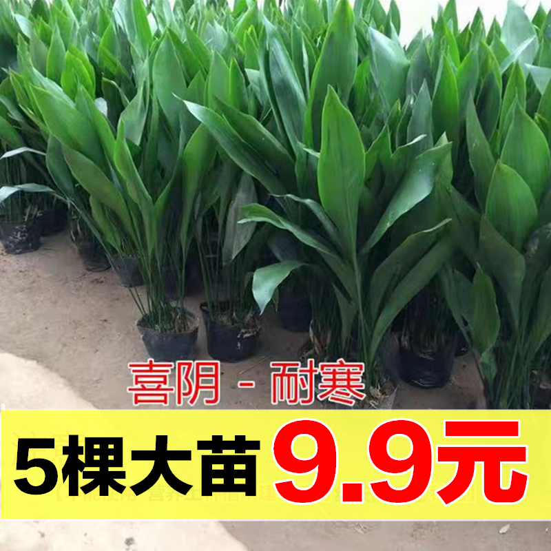 一叶兰盆栽植物室内客厅净化空气吸甲醛大叶观叶绿植四季常青耐寒