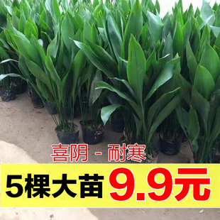 一叶兰盆栽植物室内客厅净化空气吸甲醛大叶观叶绿植四季常青耐寒