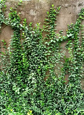 小叶扶芳藤爬藤植物四季常青爬墙红叶大苗绿化工程耐寒多年生花卉