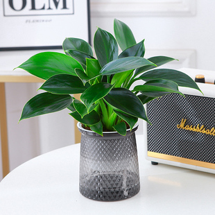 水培万年青绿植大叶金钻盆栽植物绿萝室内花卉多肉室内用吸除甲醛