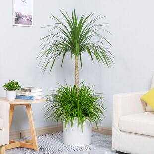 大型绿植龙须树多头龙血树龙须树室内客厅盆栽绿植花卉龙铁盆景