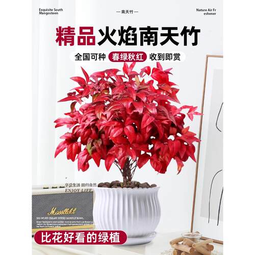 火焰南天竹盆栽冬季耐寒红