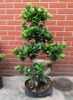 人参榕盆景桌面绿色养眼盆栽四季常青耐寒观茎植物室内禅意小叶榕