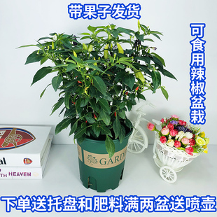 可食用辣椒苗盆栽四季带果朝天椒五彩椒指天椒小米椒室外阳台植物