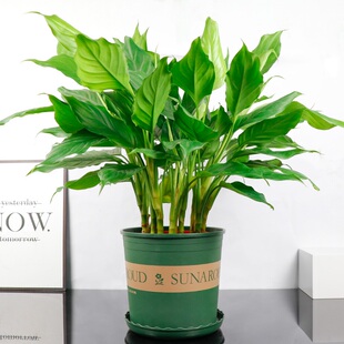 万年青植物盆栽大叶室内花卉绿植四季常青大型植物