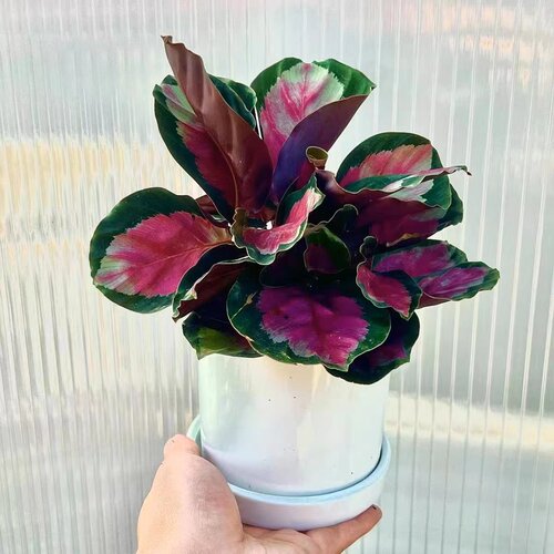 幸运玫瑰女神竹芋彩叶植物