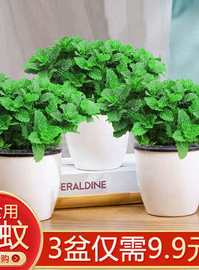 柠檬薄荷盆栽可食用迷迭香薄荷苗驱蚊草水培花卉植物室内水养绿植