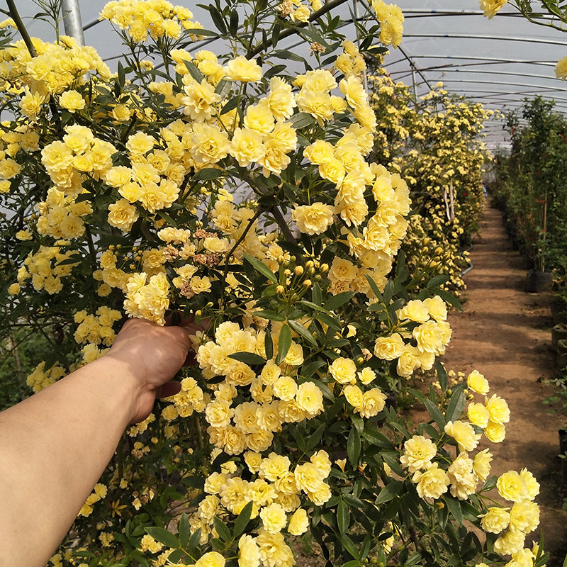 黄木香花苗爬藤植物老桩树图片