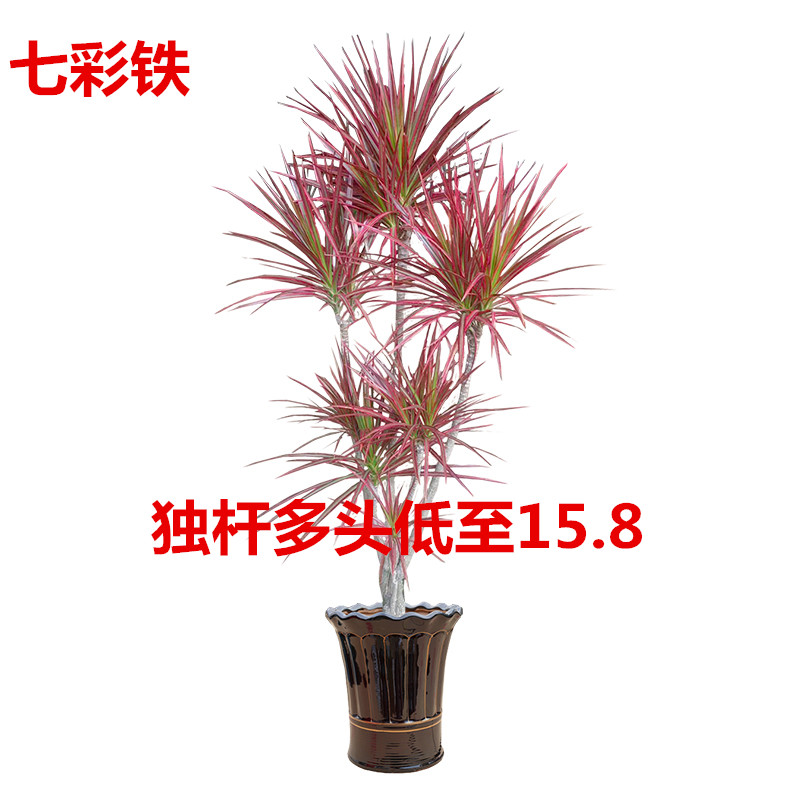 七彩铁五千年木盆栽三色