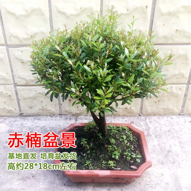 小叶赤楠盆栽红芽微型盆景室内外办公室客厅耐寒树桩植物四季常青