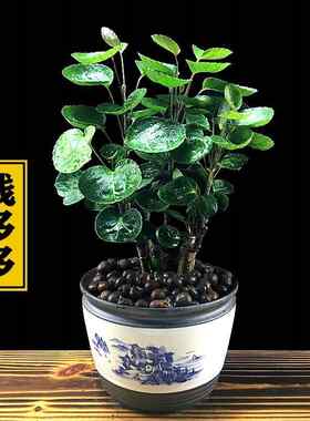 金钱兜老桩招财植物多福禄