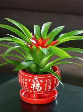 鸿运当头室内四季带花
