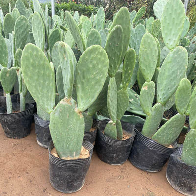 米邦塔室内室外盆栽花卉仙人掌