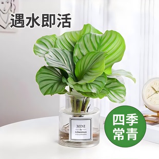 水培植物青苹果竹芋绿植盆栽四季常青室内办公桌好养喜阴净化空气