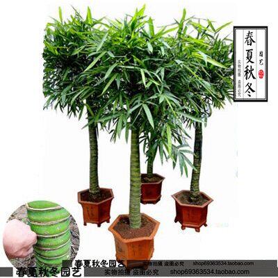 大型佛肚竹盆栽佛肚竹罗汉竹树苗盆景佛肚竹苗盆栽室内佛肚竹盆景