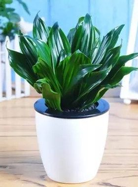 新品四季常青太阳神万年青 青叶万年青绿色盆栽绿植 室内植物