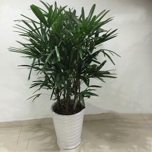棕竹盆栽室内绿植棕榈苗耐旱耐寒植物室外盆景四季常青绿化包邮