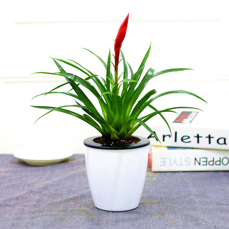 小辣椒招财手盆栽花卉办公室内阳台绿植四季好养鸿运当头桌面植物