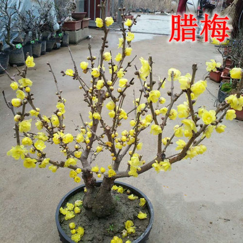 老桩树苗冬季盆景阳台花卉植物