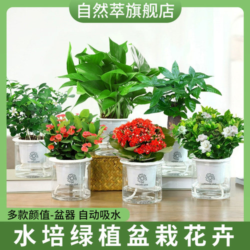 水培绿植花卉发财树多肉仙人掌