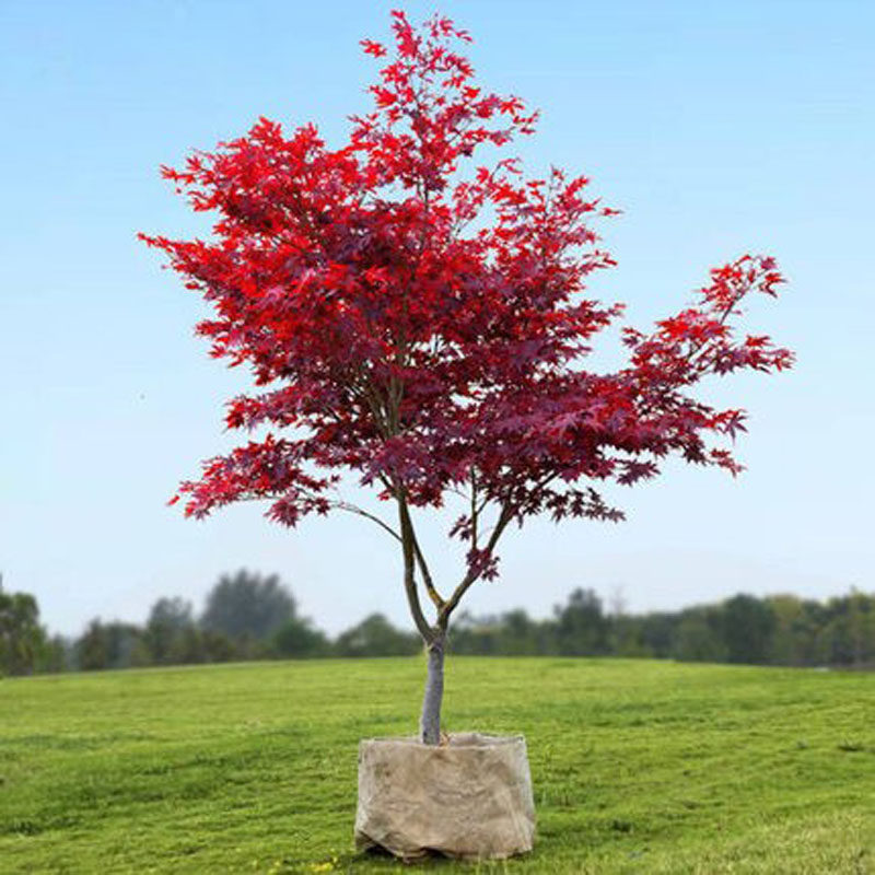 红枫树苗高大盆景四季花海盆栽庭院植物绿化苗木日本红枫树耐寒木