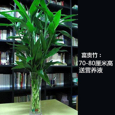 水培大叶富贵竹绿植花卉常青转运竹开运竹室内盆栽粗竹