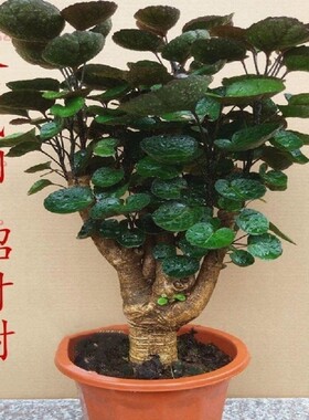 福禄桐金钱兜盆栽大树老桩