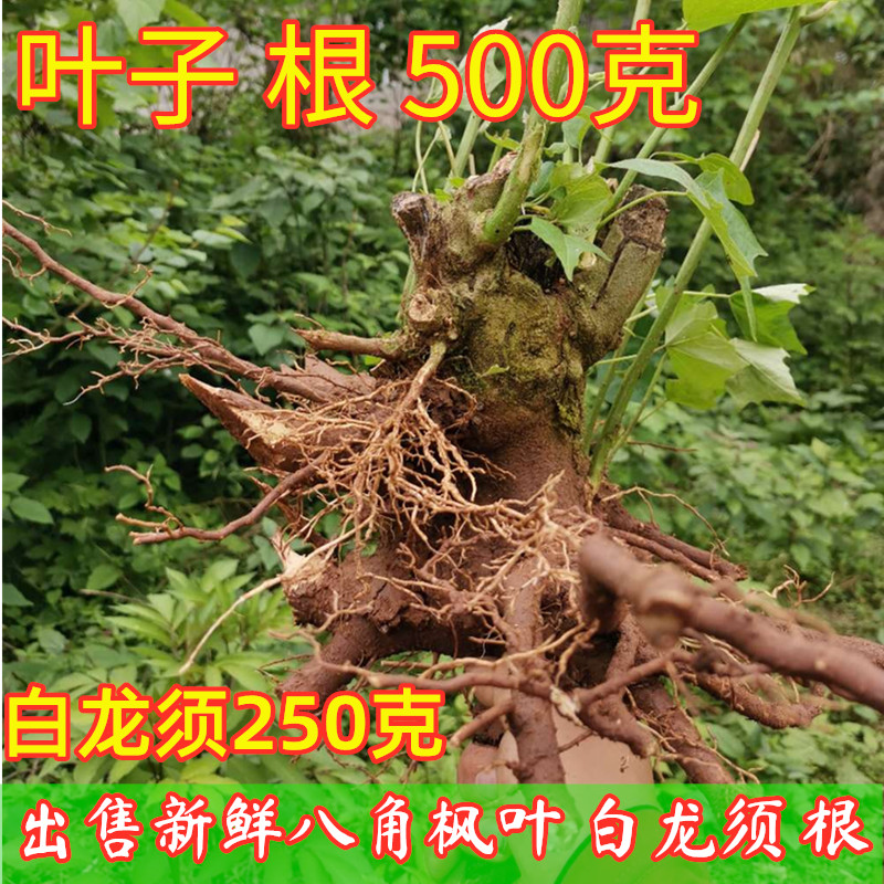 四川新鲜八角枫根叶白龙中药材