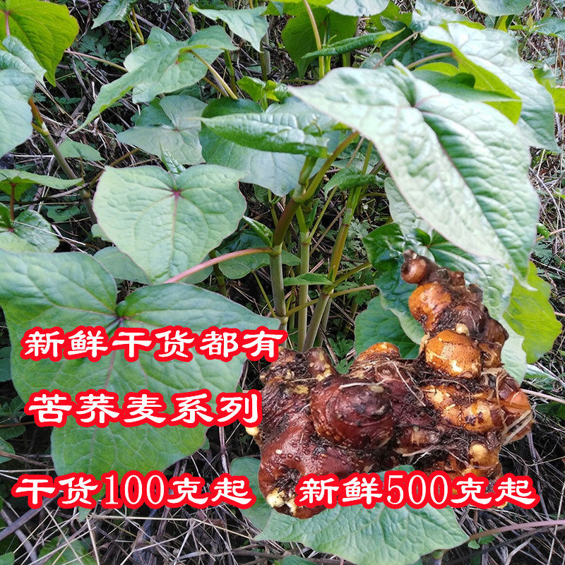 四川现挖新鲜野荞麦根苦荞头苦荞兰 野荞兰万年荞金荞野蓝桥