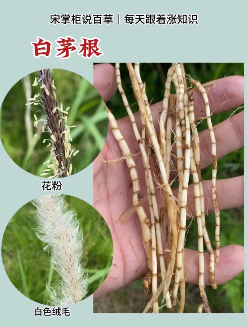 新鲜现挖现发白茅根中药材甜毛茅草根新鲜茅根茶芦根藕节丝茅草