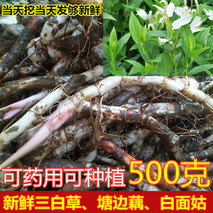 四川现踩新鲜三百草中药材现挖天性草根三白草根白莲藕苗一白二百