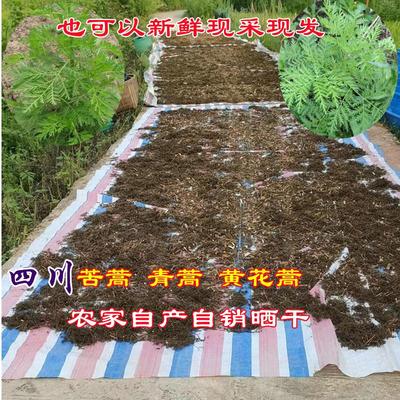 四川野生新鲜农家苦蒿青蒿黄花蒿小孩泡澡煮水泡茶清热有干货臭蒿