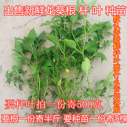 龙葵草新鲜中药材四川