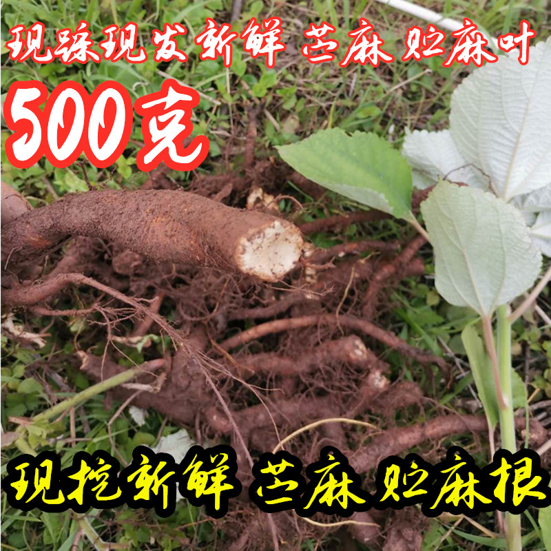 野生四川苎麻根新鲜中草药材