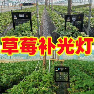 草莓补光灯LED全光谱激光补光灯大棚绿植物生长增温加温仿太阳光