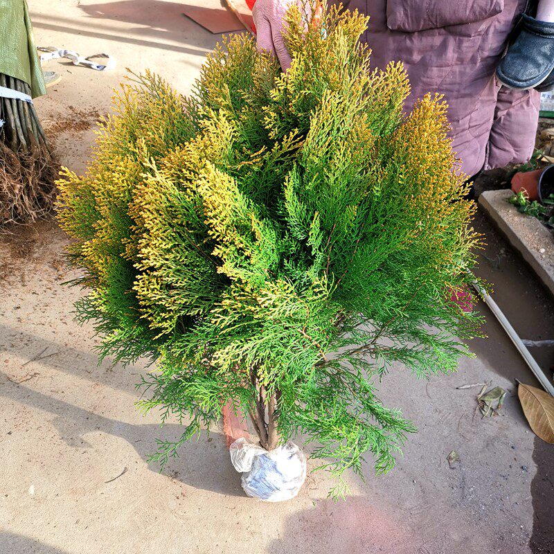 洒金柏植物小盆景香松庭院阳台松树柏树四季常青树苗可盆栽地栽