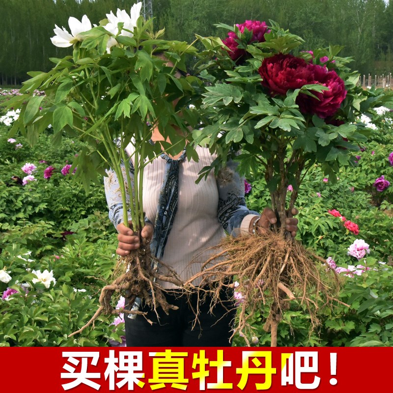 正宗洛阳牡丹花苗大苗花卉植物室内花易活好养盆栽庭院牡丹花树苗 鲜花速递/花卉仿真/绿植园艺 造型盆景 原图主图