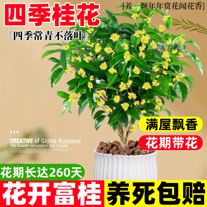 桂花树苗盆栽庭院植物金桂丹桂浓香型花卉四季开花好养易活小盆景