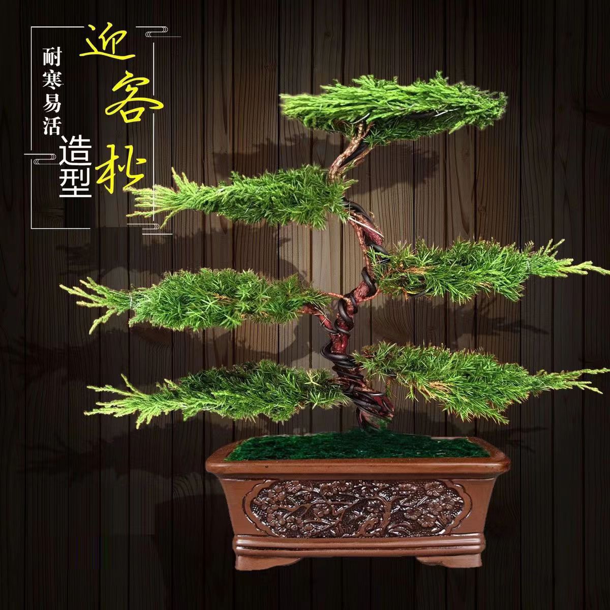 迎客松造型盆景地柏松树盆栽室内阳台办公桌庭院盆景植物真绿植